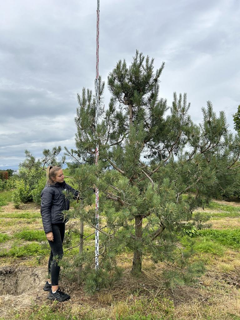 Pinus sylvestris