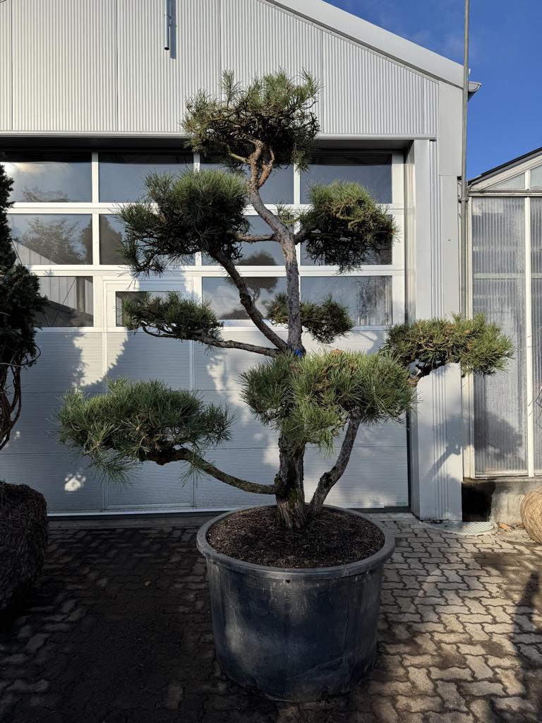 Pinus sylvestris Bonsaiform