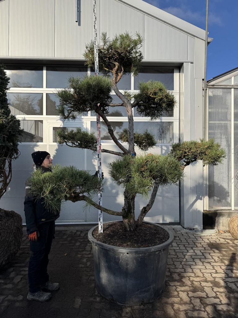 Pinus sylvestris Bonsaiform
