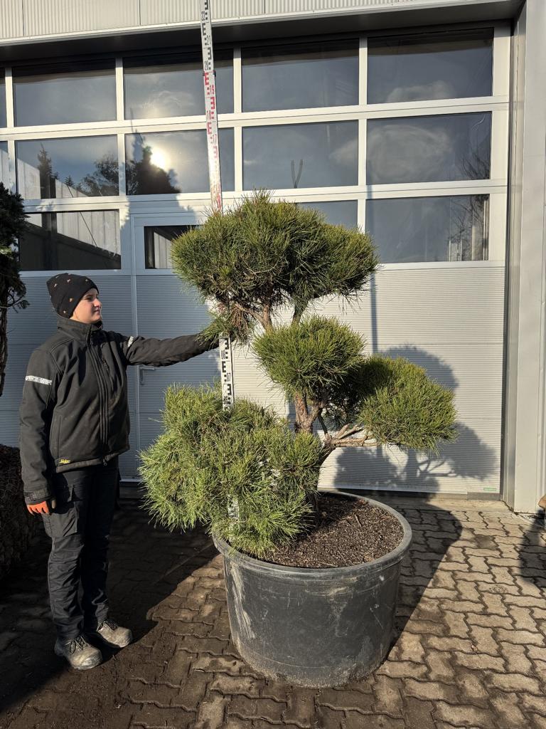 Pinus sylvestris Bonsaiform