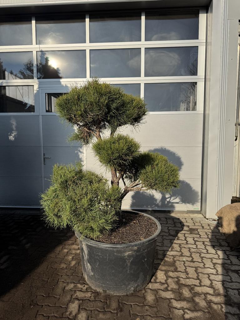 Pinus sylvestris Bonsaiform