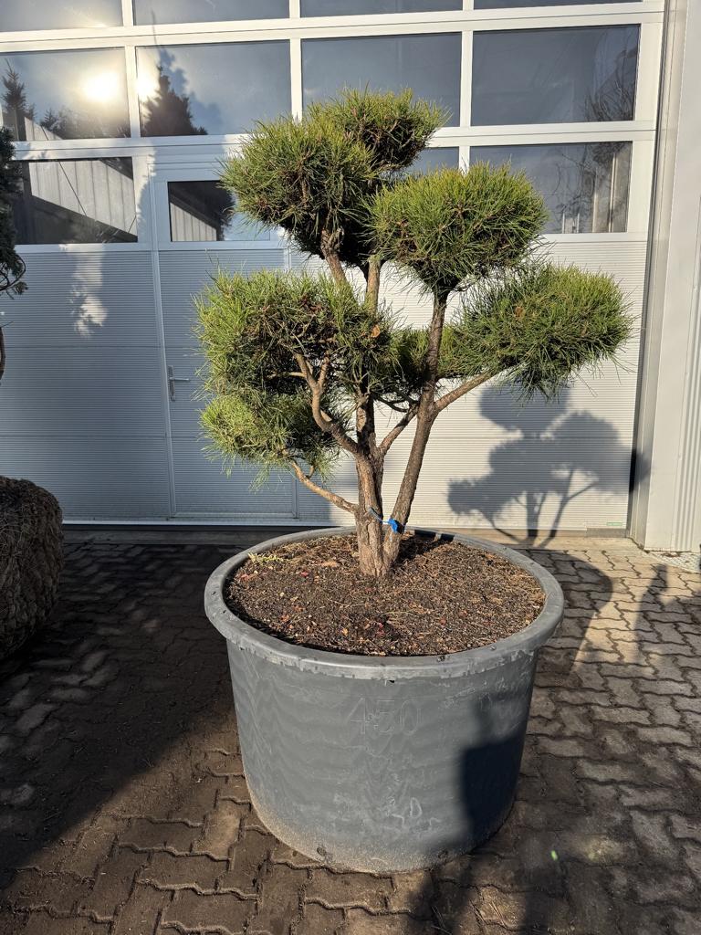 Pinus mugo Bonsaiform Spezial