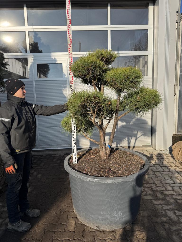 Pinus mugo Bonsaiform Spezial