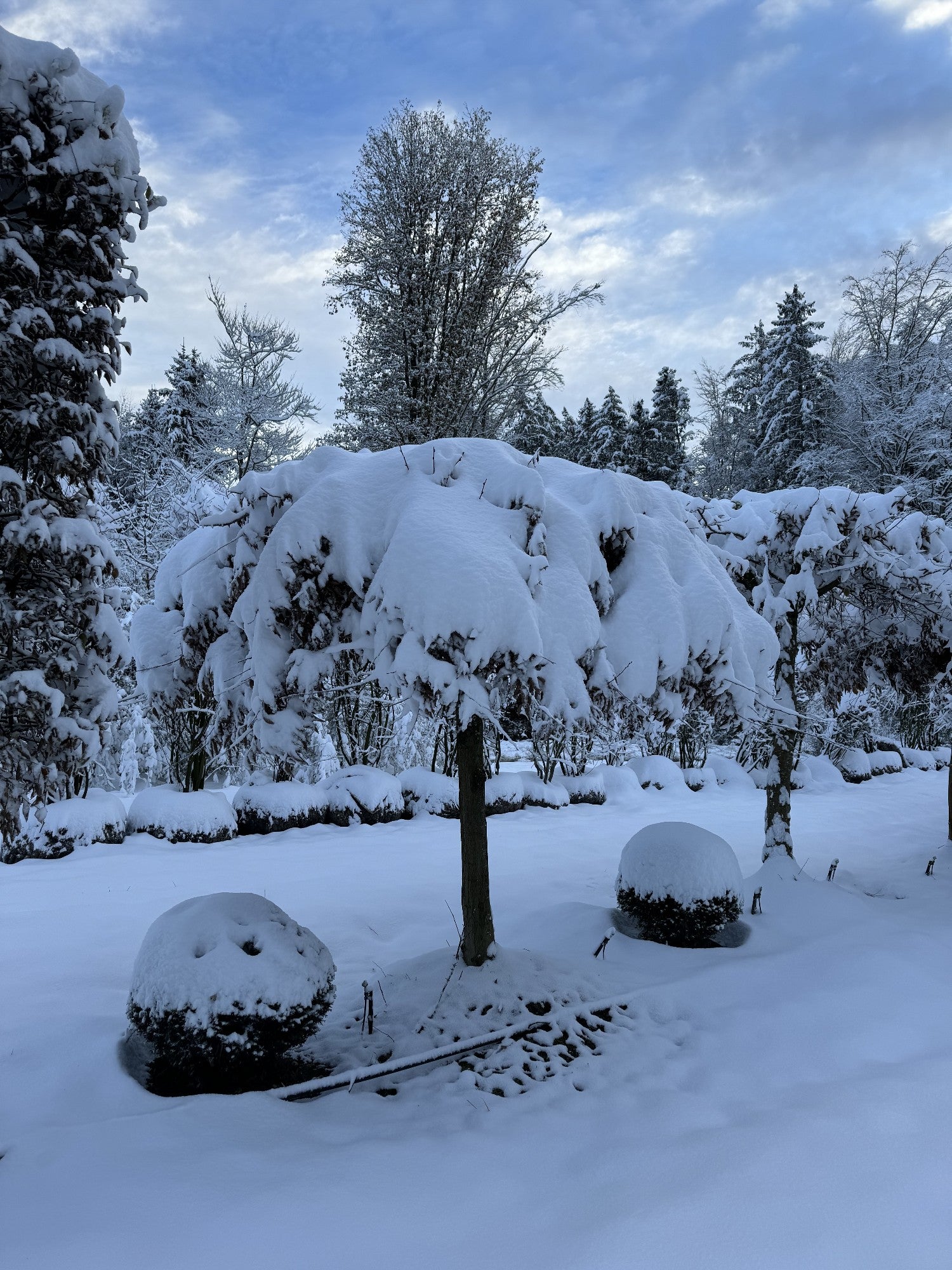 Carpinus betulus dachförmig