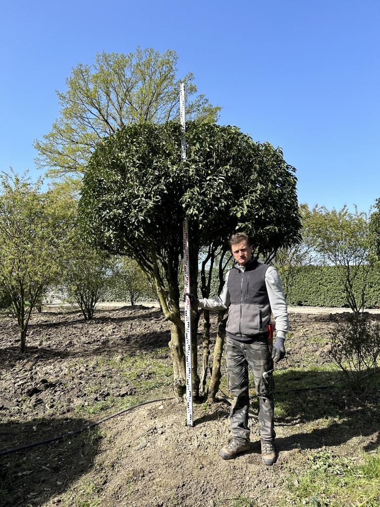 Prunus lusitanica 'Angustifolia' Dachform