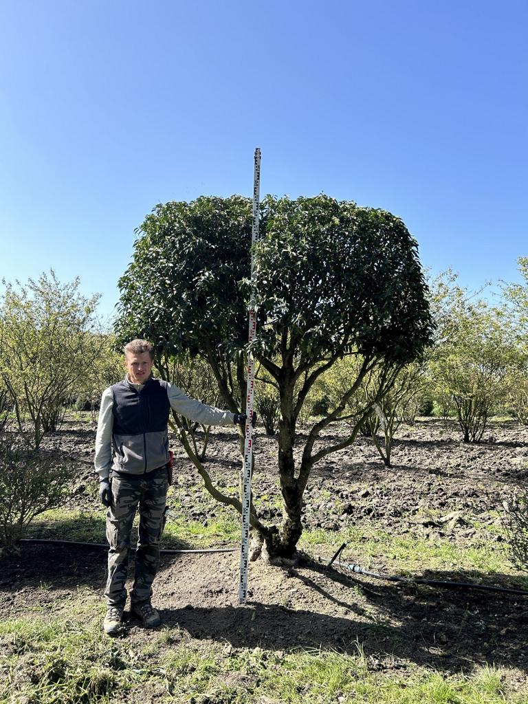 Prunus lusitanica 'Angustifolia' Dachform