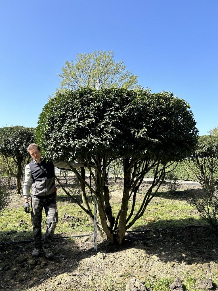 Prunus lusitanica 'Angustifolia' Dachform