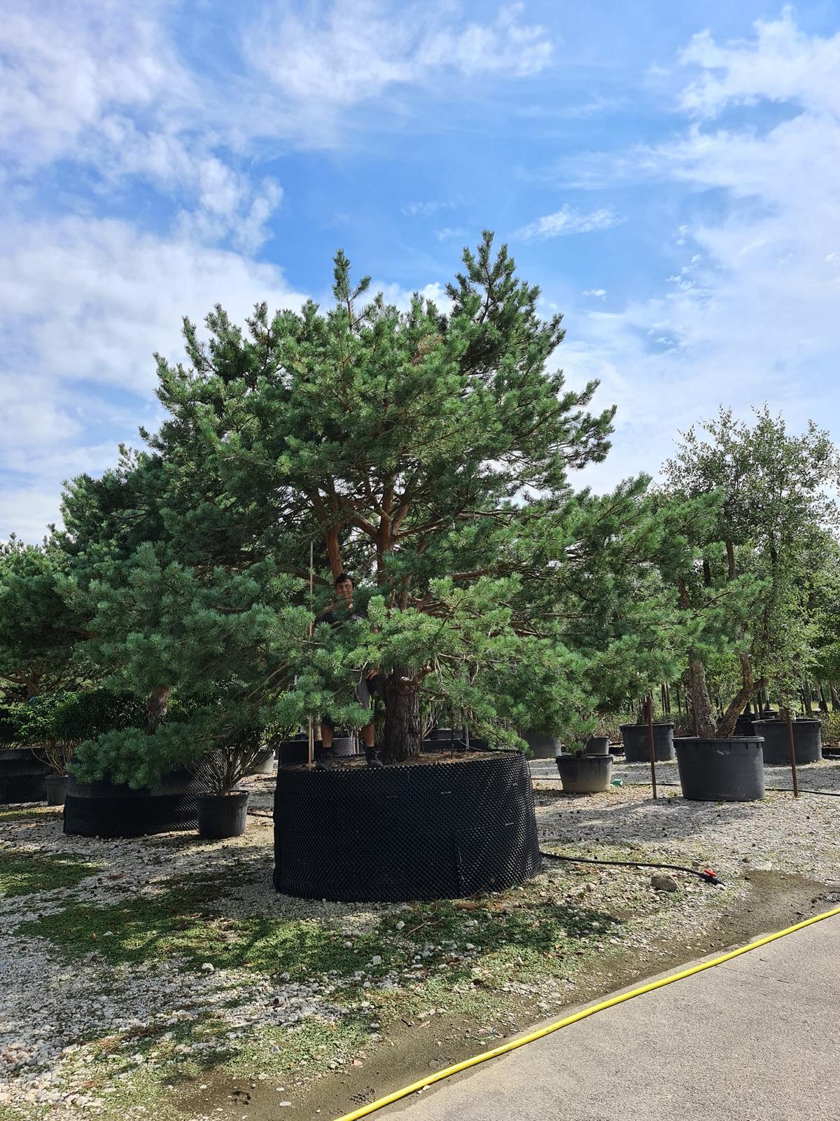 Pinus sylvestris