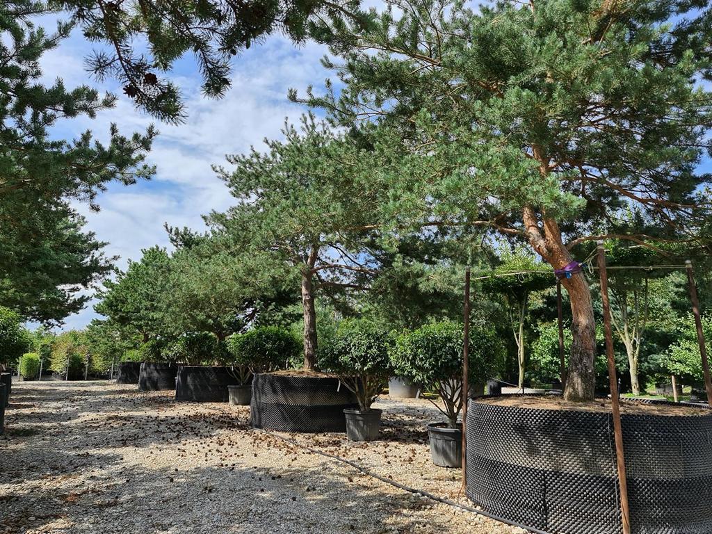 Pinus sylvestris