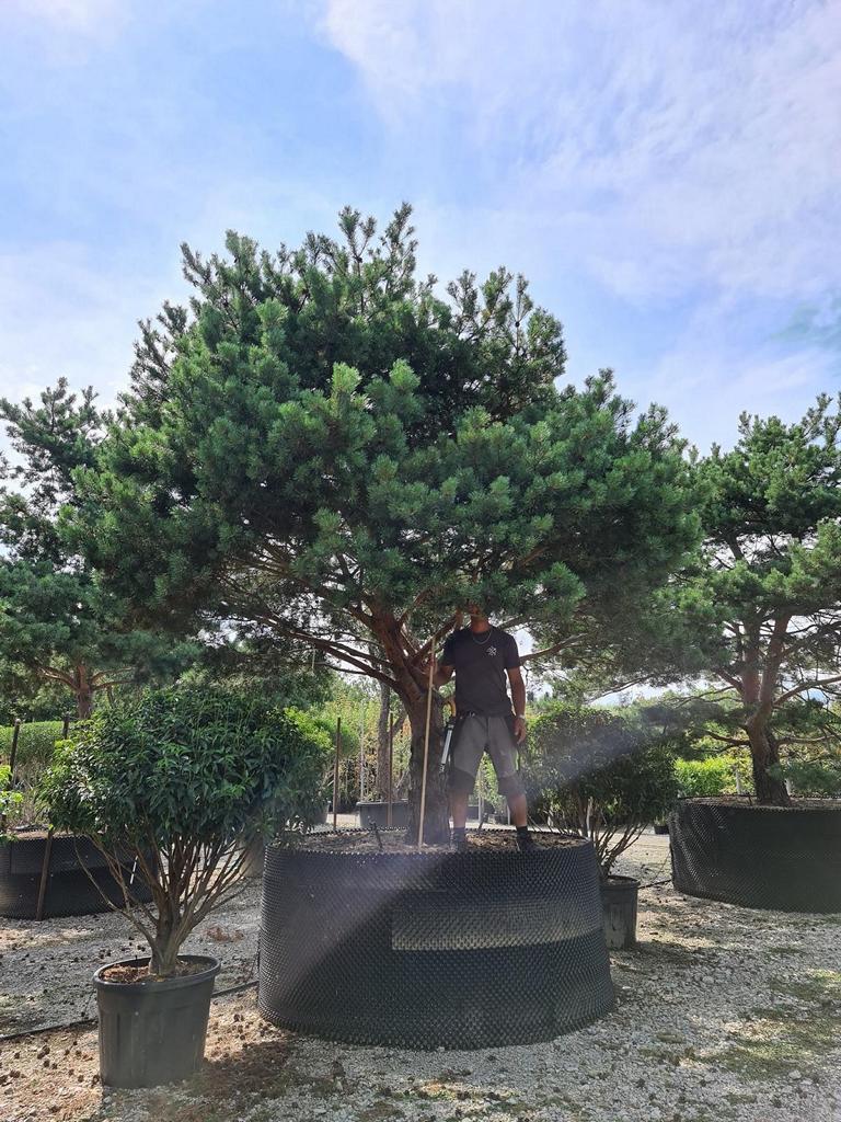 Pinus sylvestris