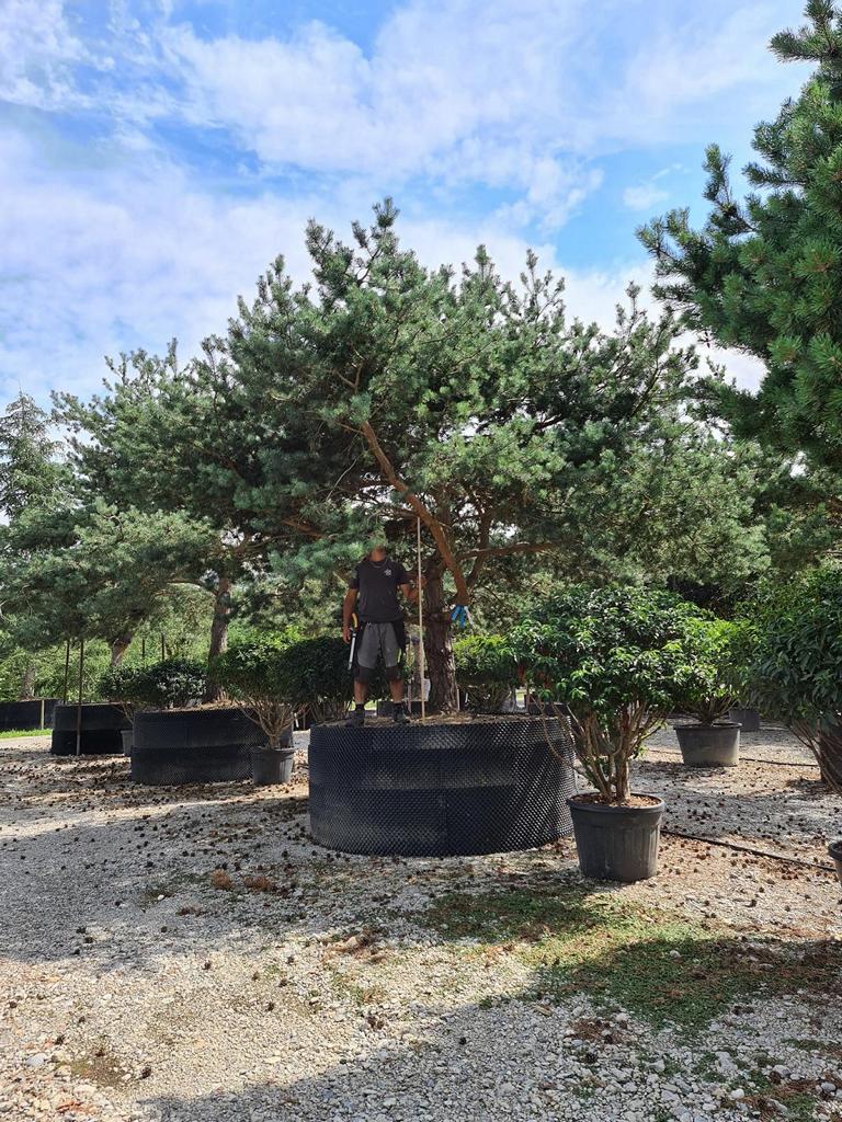 Pinus sylvestris