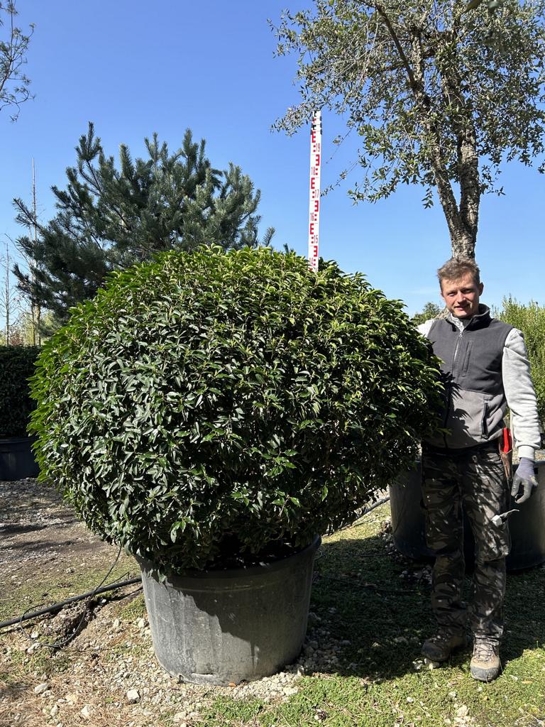 Prunus lusitanica 'Angustifolia' Kugelform