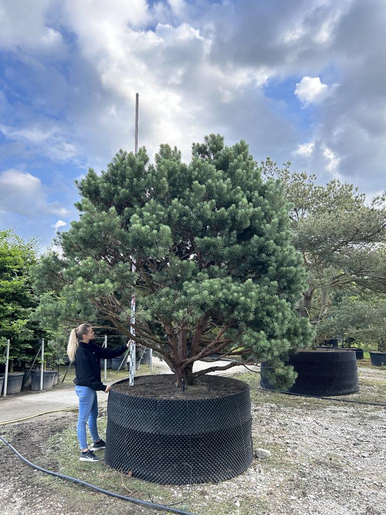 Pinus sylvestris 'Watereri'