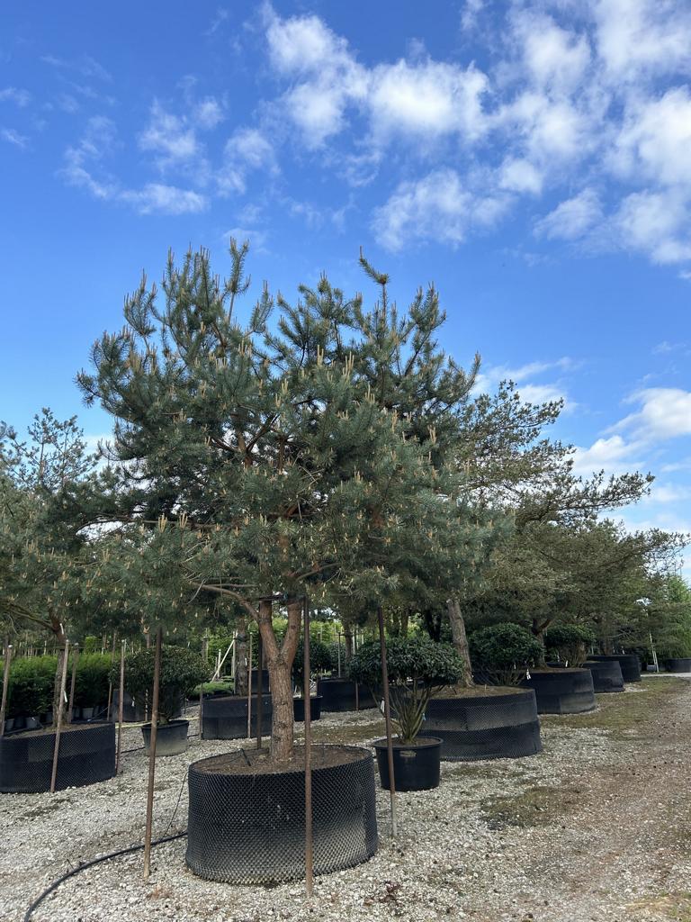 Pinus sylvestris 'Watereri'