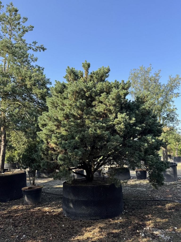 Pinus sylvestris 'Watereri'