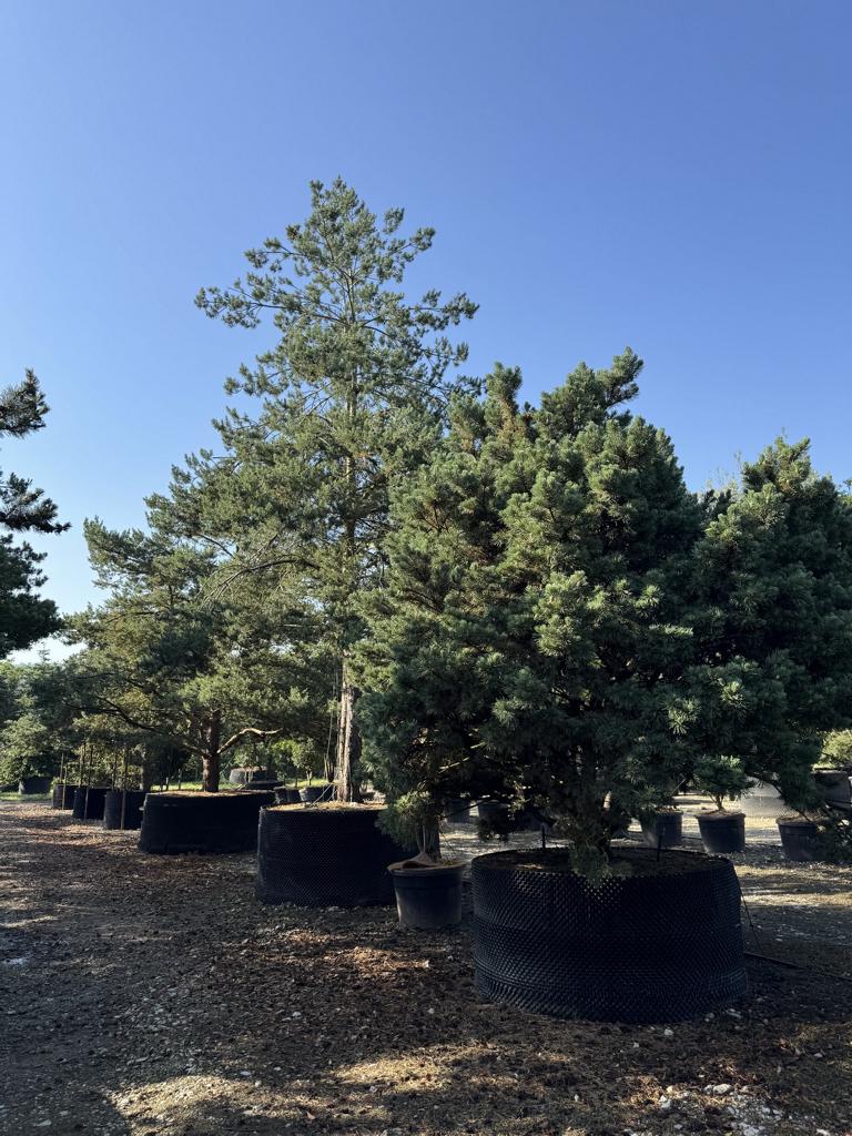 Pinus sylvestris 'Watereri'