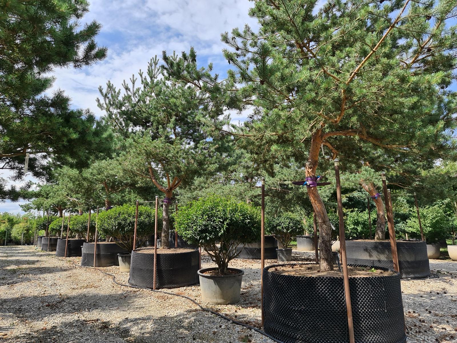 Pinus sylvestris