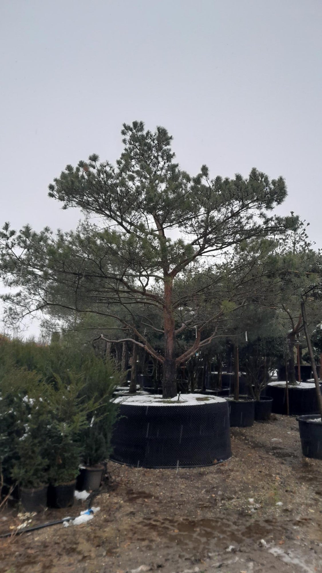 Pinus sylvestris