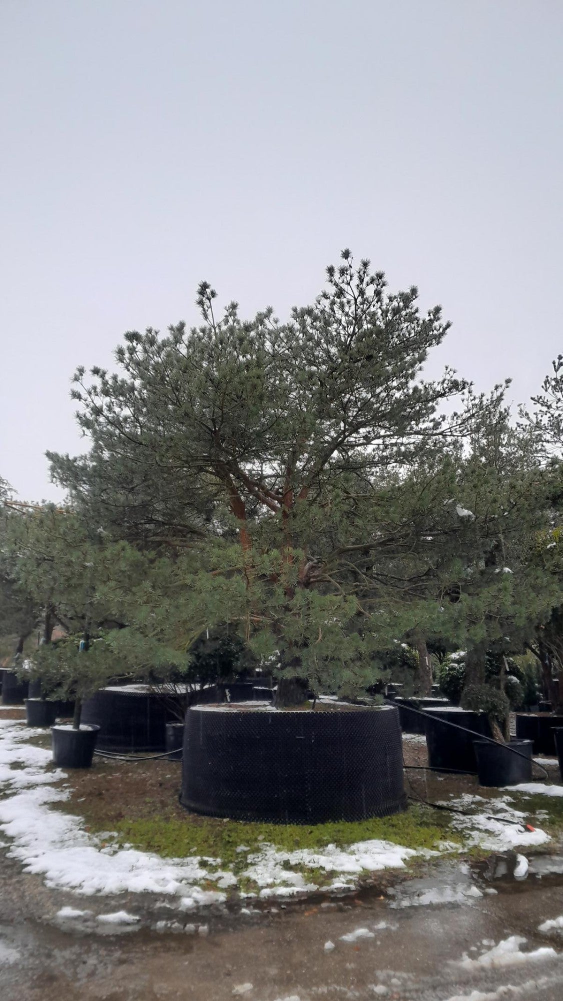 Pinus sylvestris