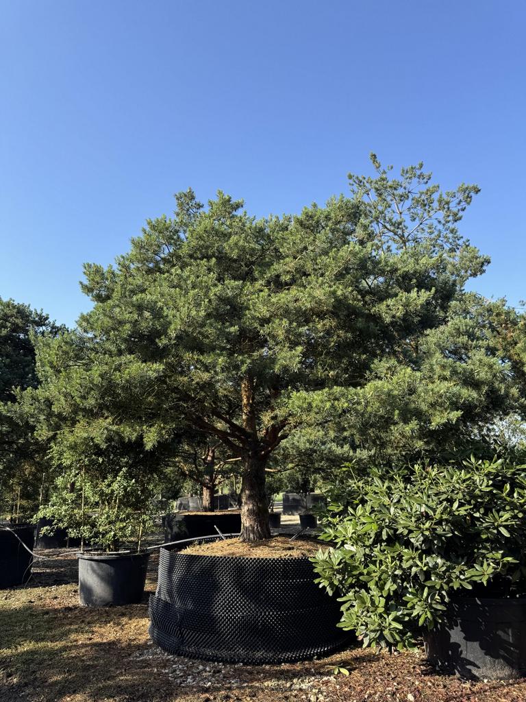 Pinus sylvestris