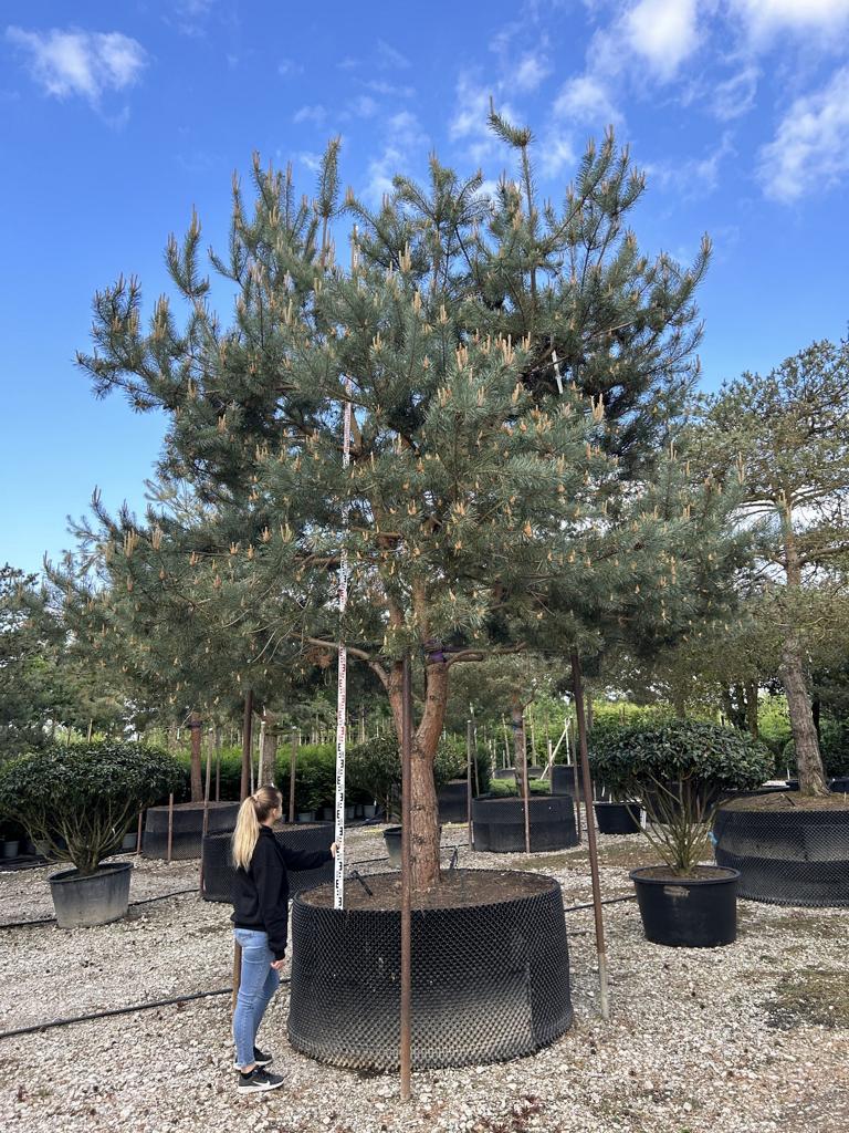 Pinus sylvestris