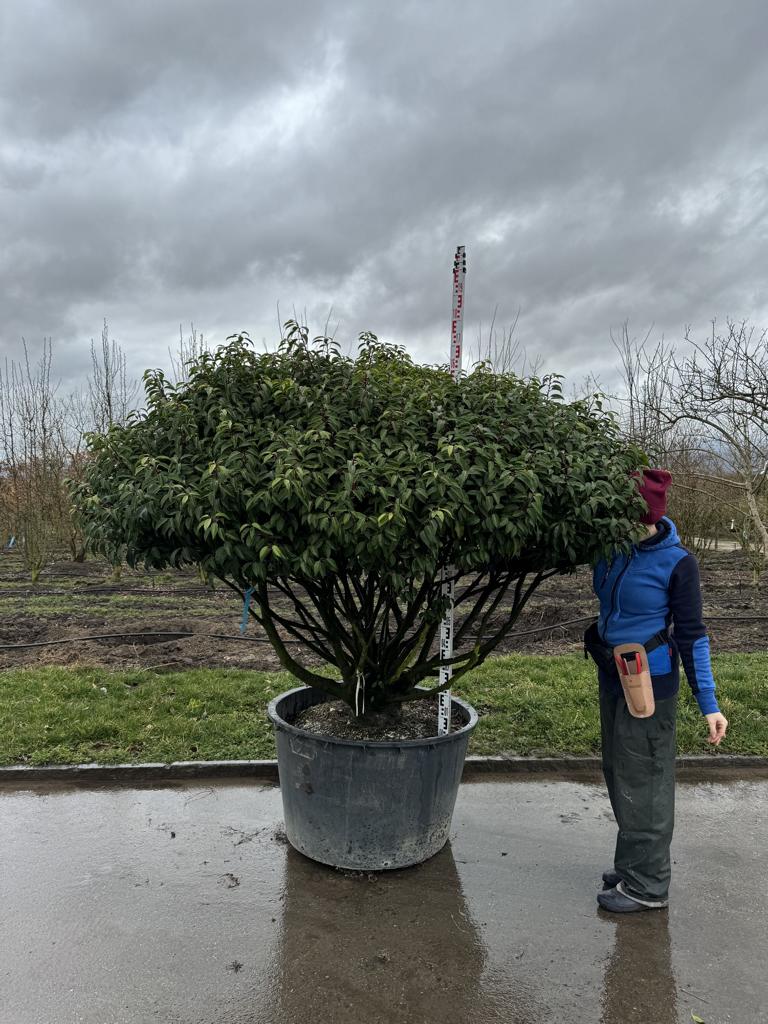 Prunus lusitanica 'Angustifolia' Dachform