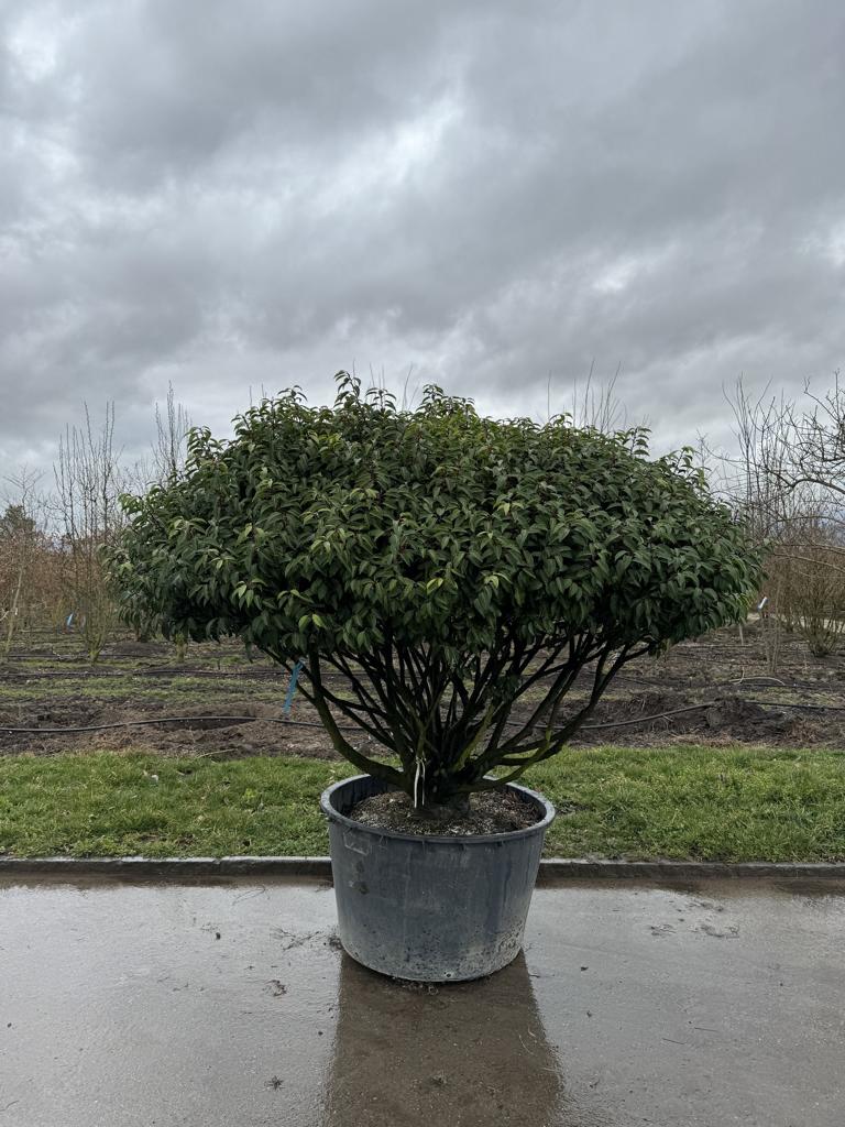 Prunus lusitanica 'Angustifolia' Dachform