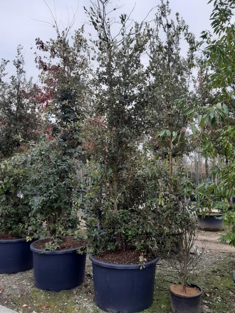 Quercus ilex