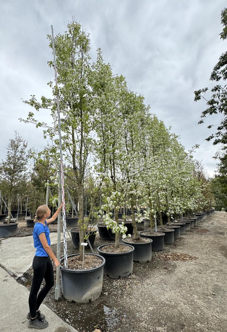 Pyrus calleryana 'Chanticleer'