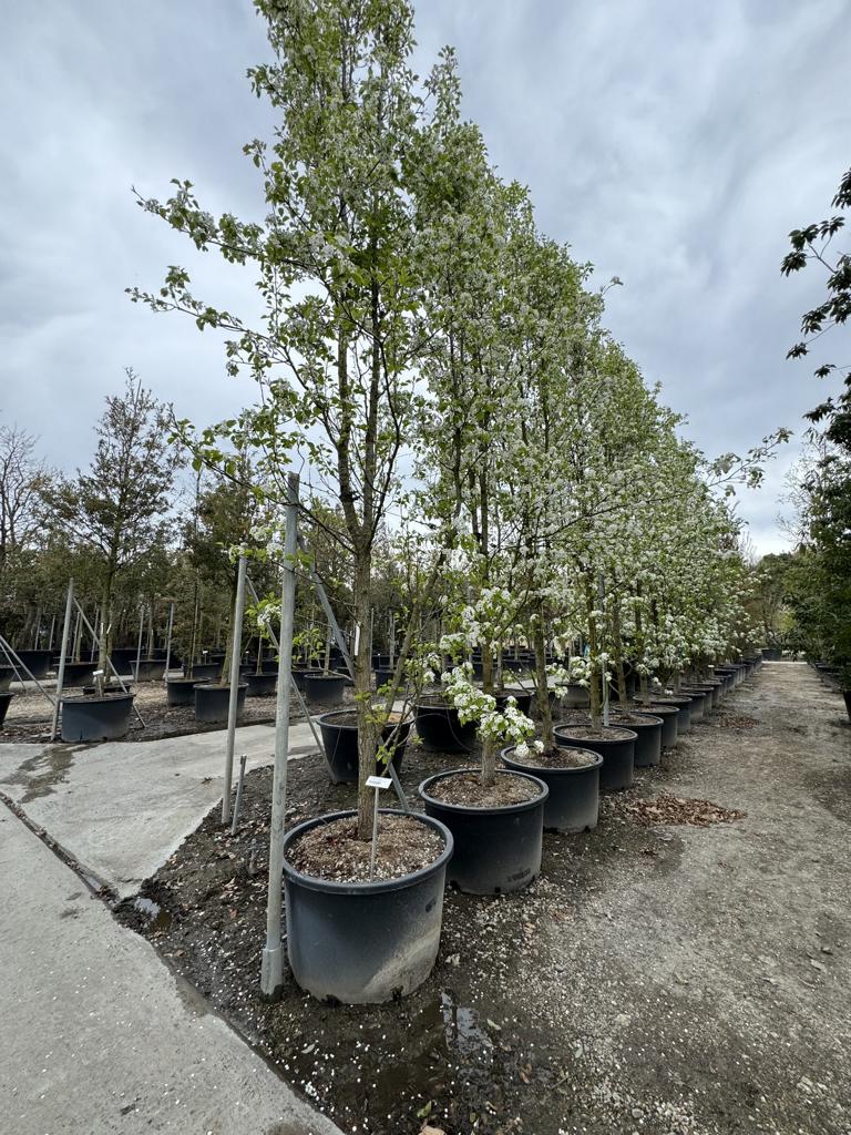 Pyrus calleryana 'Chanticleer'