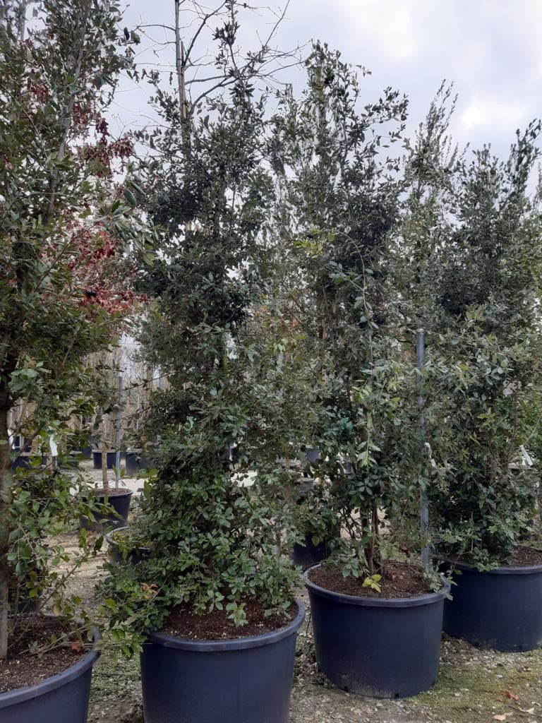 Quercus ilex