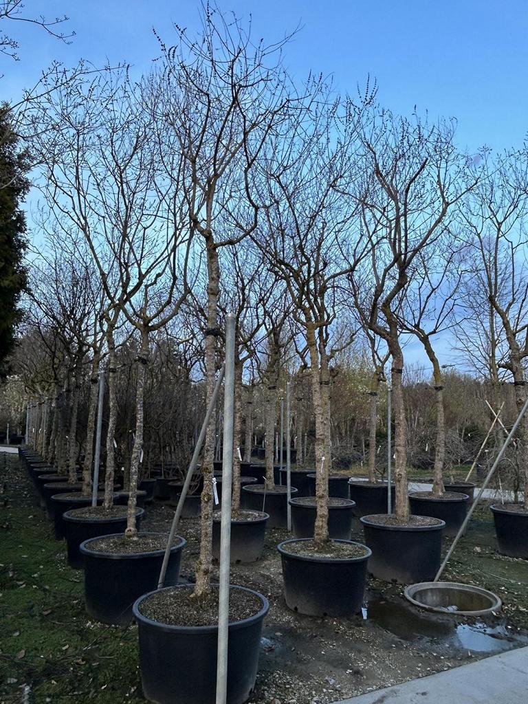 Vitex agnus-castus