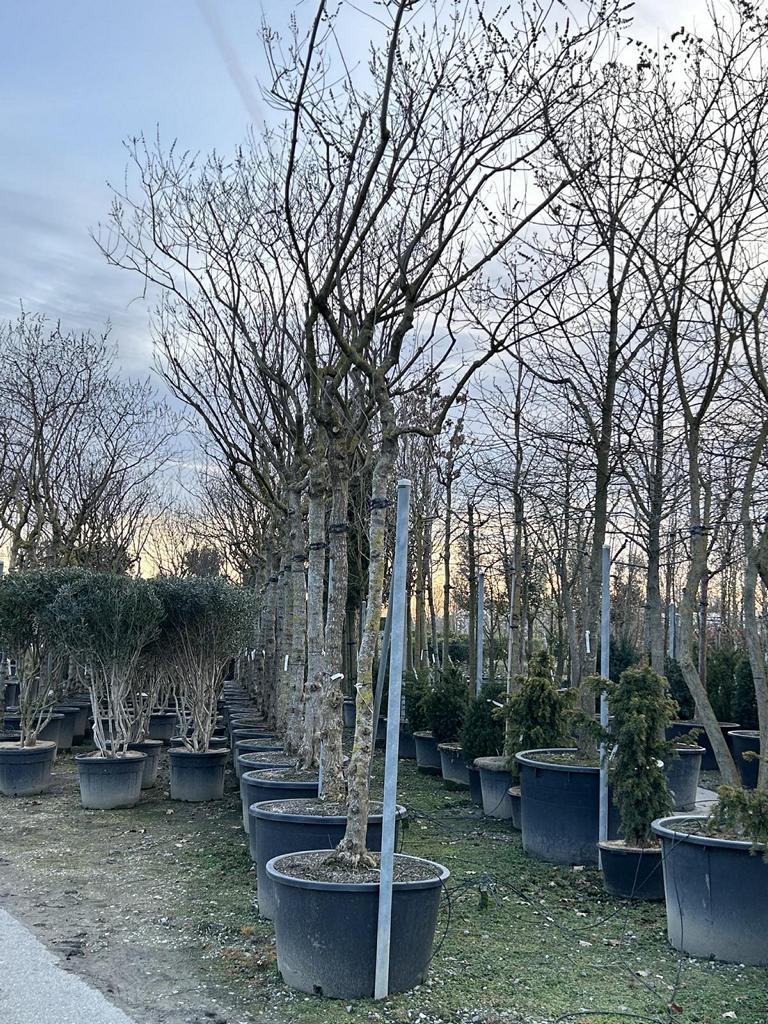 Vitex agnus-castus