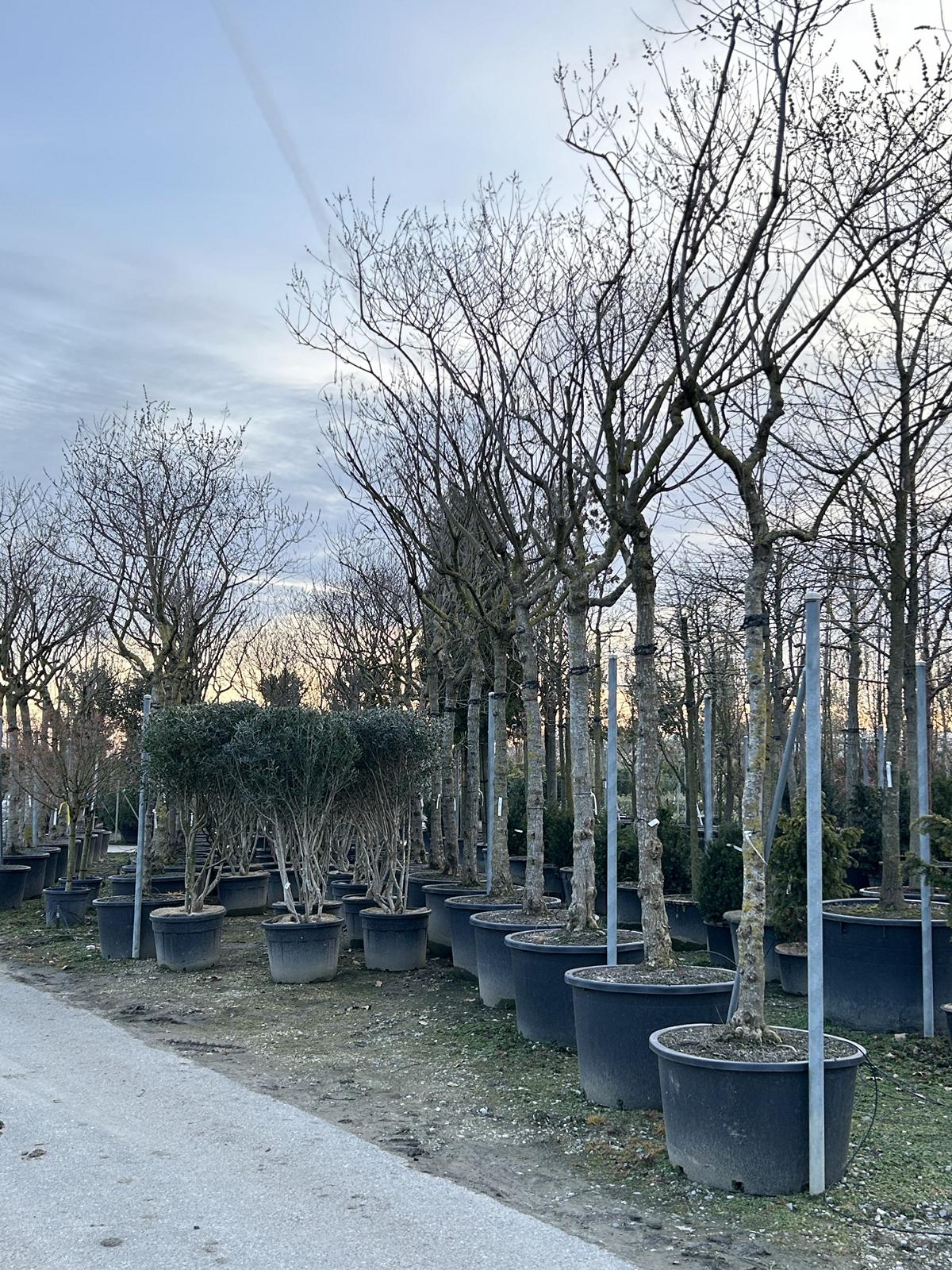 Vitex agnus-castus 'Albus'