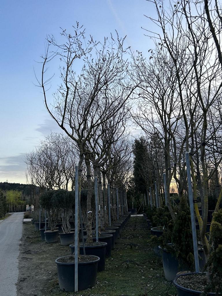 Vitex agnus-castus