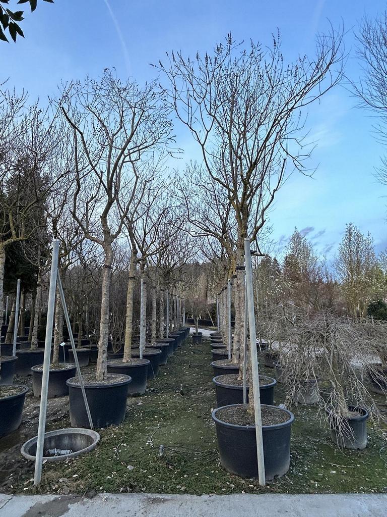 Vitex agnus-castus