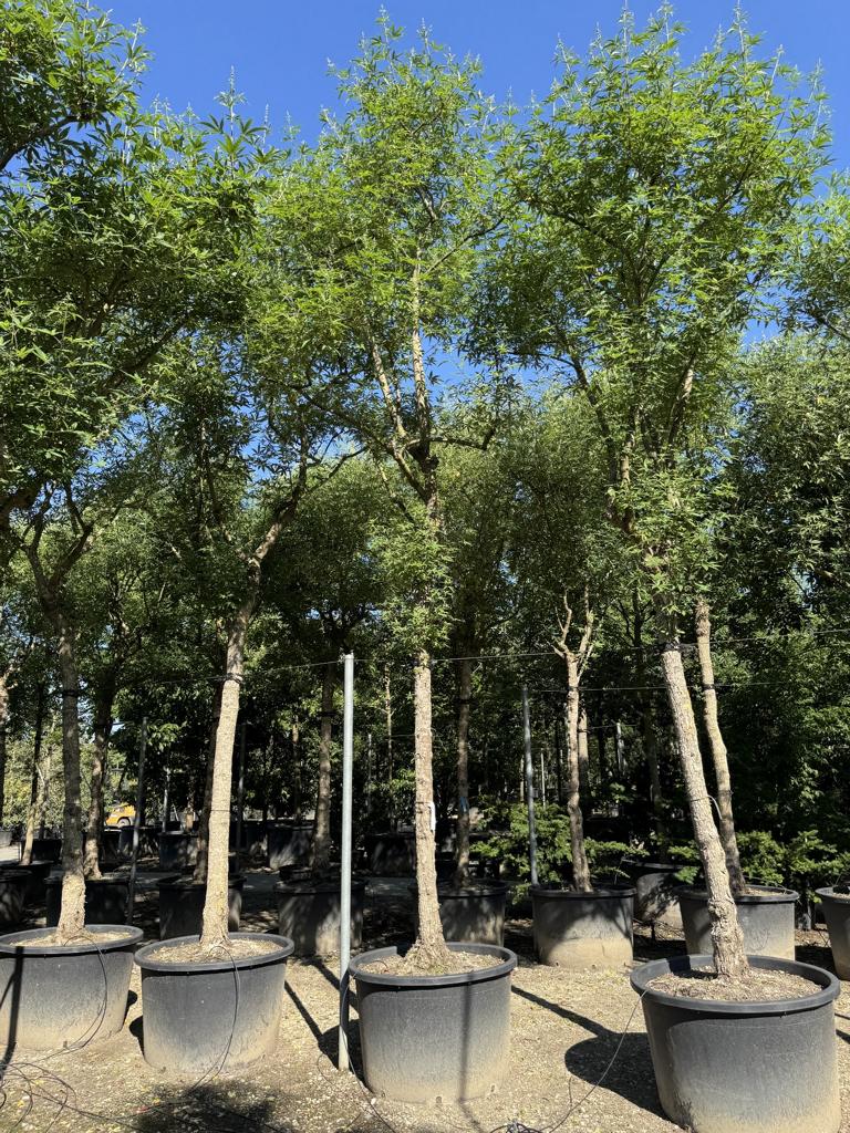 Vitex agnus-castus