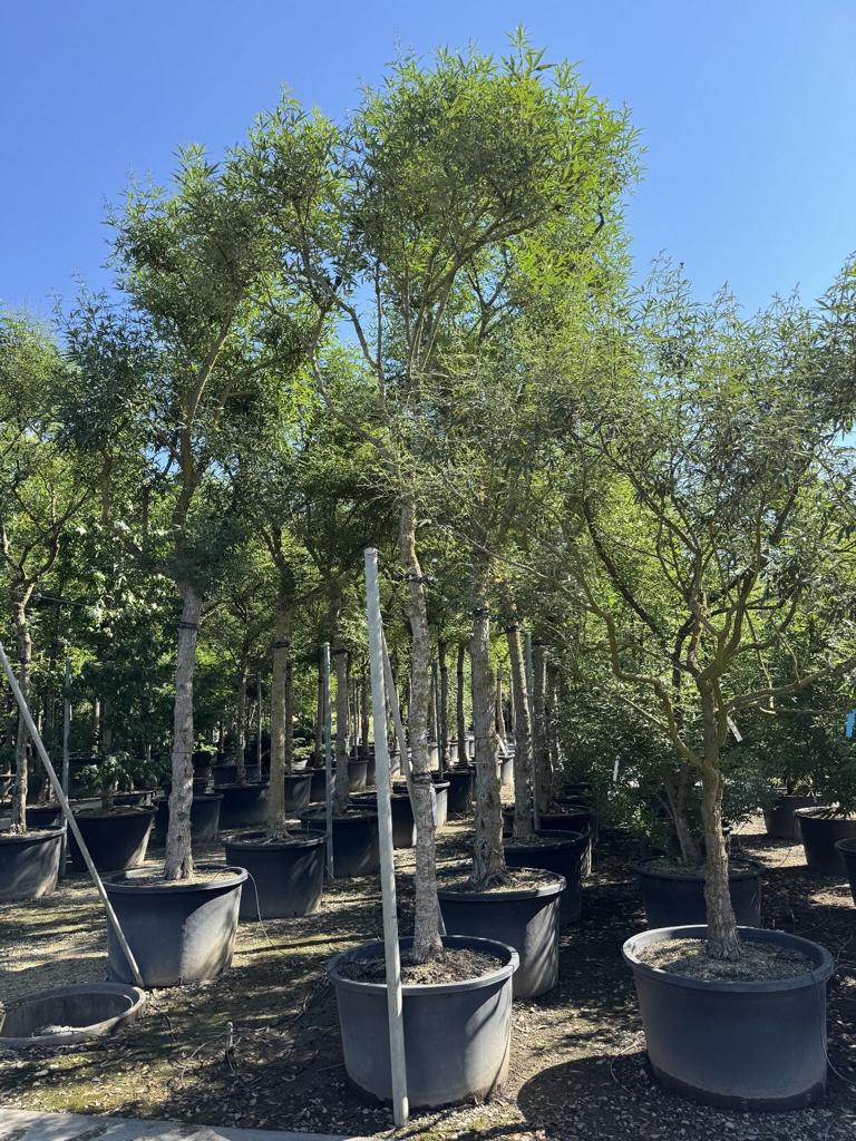 Vitex agnus-castus