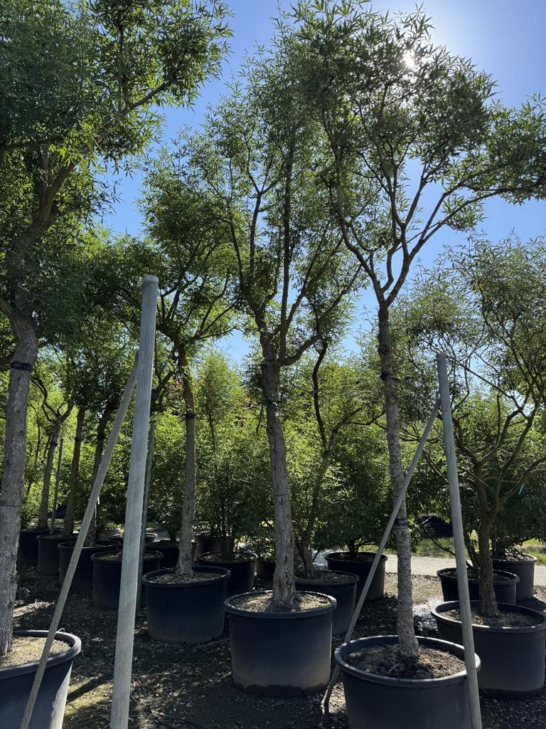 Vitex agnus-castus