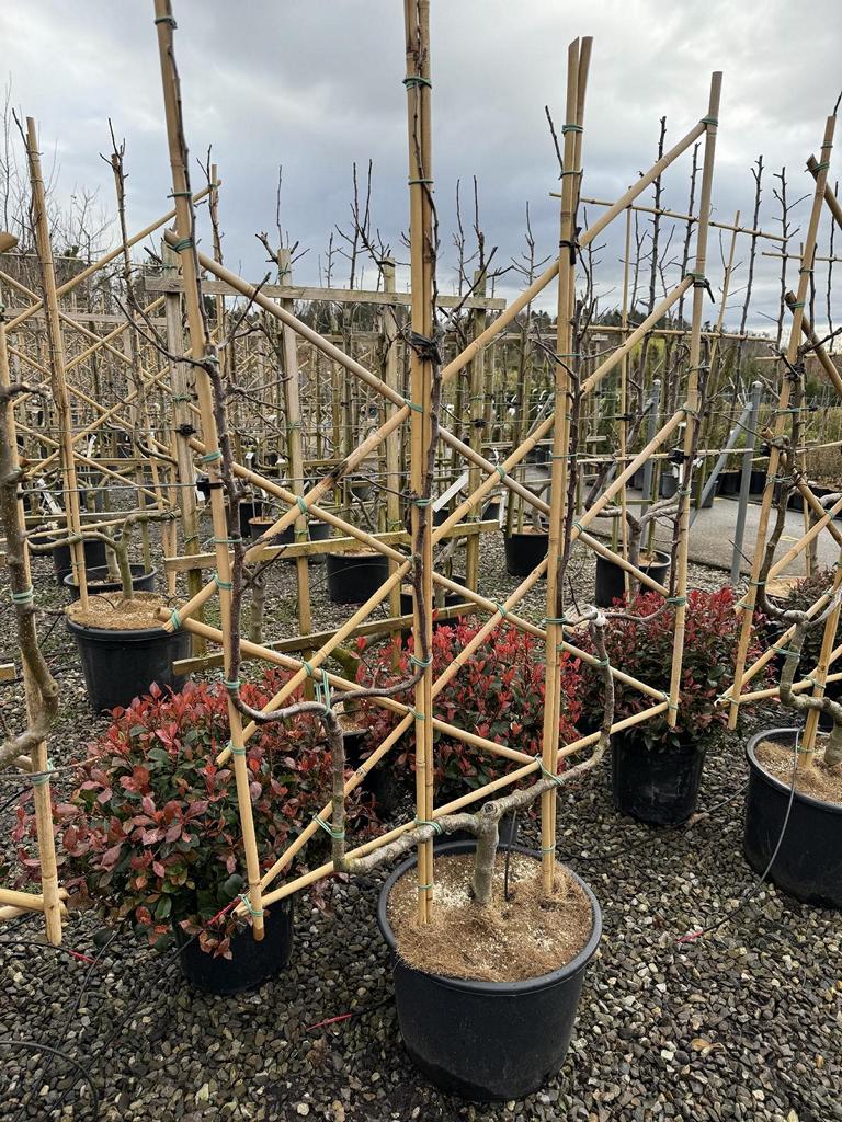 Malus domestica 'James Grieve'