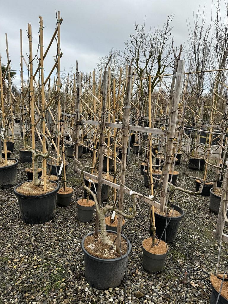 Pyrus communis 'Comice' (Vereins Dechantsb.)
