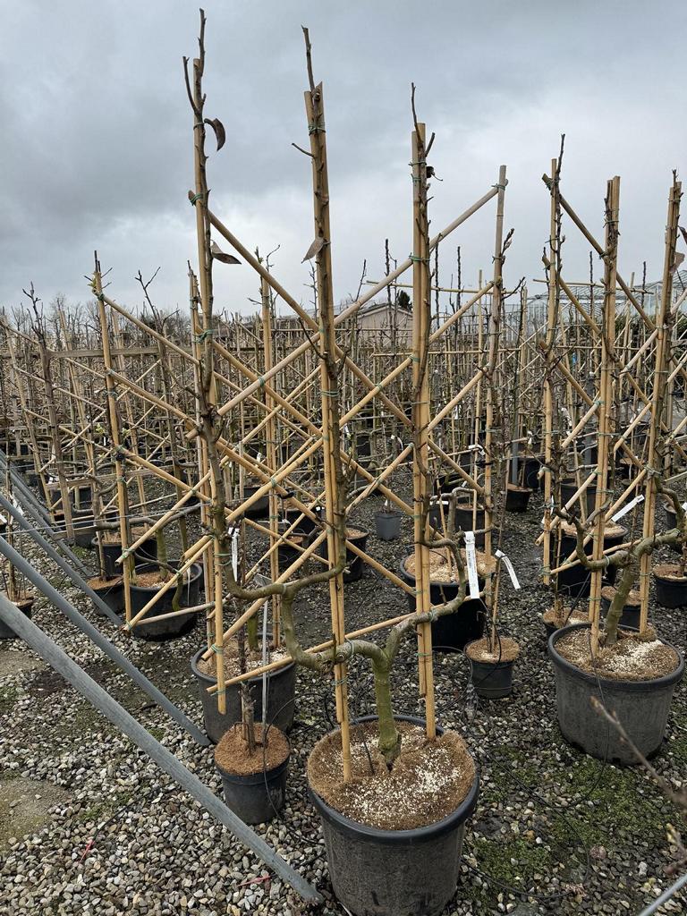Pyrus communis 'Conférence'