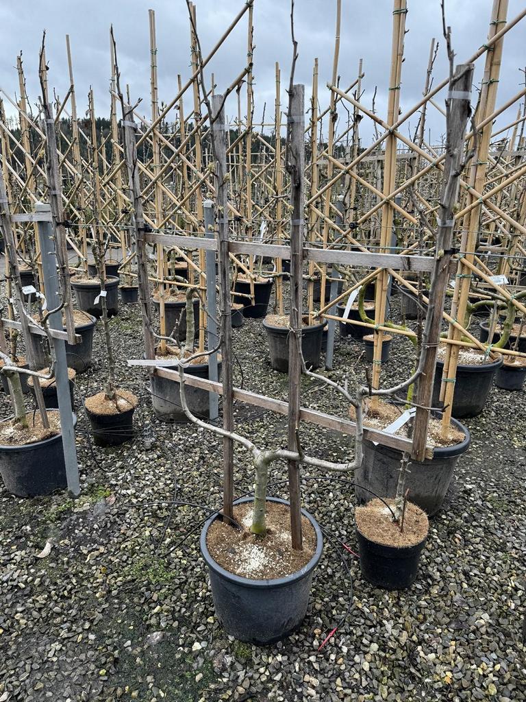 Pyrus communis 'Gute Luise von Avranches'