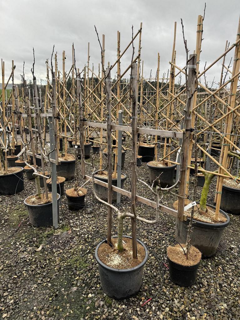 Pyrus communis 'Gute Luise von Avranches'