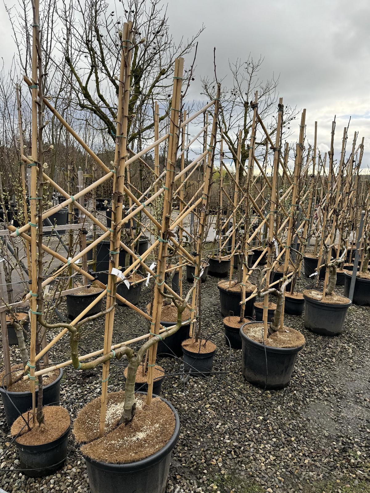 Pyrus communis 'Hardy' (Gellerts Butterbirne)