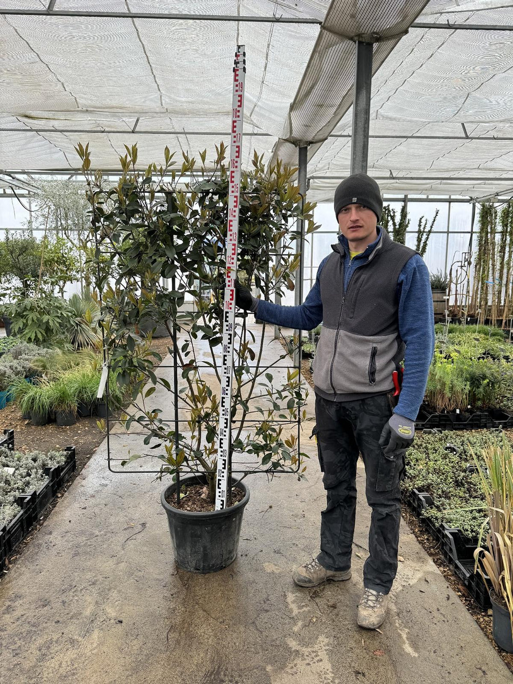 Photinia fraseri 'Red Robin' Spalierform