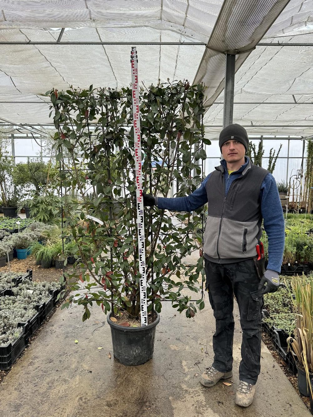 Photinia fraseri 'Red Robin' Spalierform