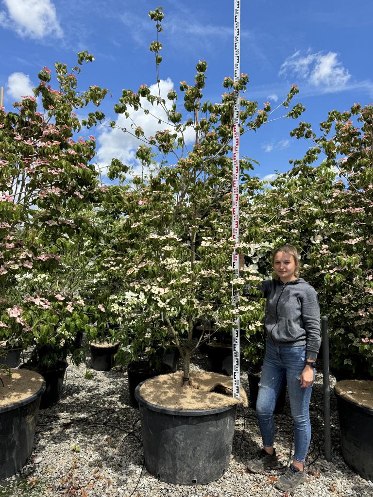 Cornus kousa 'Satomi'