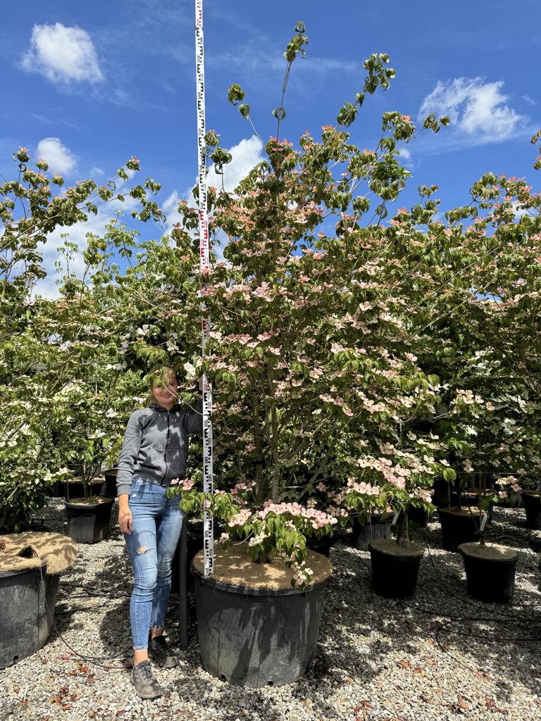 Cornus kousa 'Satomi'