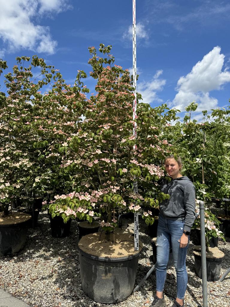 Cornus kousa 'Satomi'